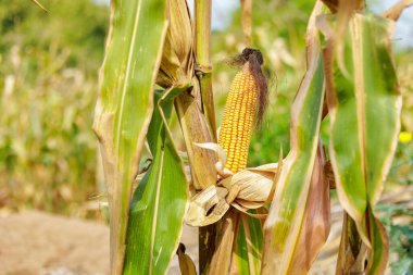Ağaçta organik taze mısır kapsülleri var. Tüketim ve hayvan yetiştirme için tarım kavramı