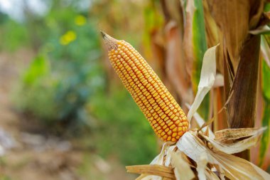 Ağaçta organik taze mısır kapsülleri var. Tüketim ve hayvan yetiştirme için tarım kavramı