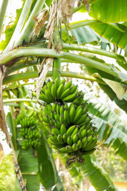 Hint Muzu, tarım üretimi