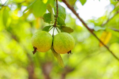 Ağacın dalında asılı duran guavaların tutsağı. Guava meyvesi asıyorum. Guava 'ları kapatın. Sağlıklı gıda konsepti. Guava. Guavas Ağacı 'nda olgun Tropikal Meyve Guava. Guava meyve bahçesi. Guavas ağacı.