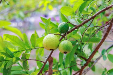 Ağacın dalında asılı duran guavaların tutsağı. Guava meyvesi asıyorum. Guava 'ları kapatın. Sağlıklı gıda konsepti. Guava. Guavas Ağacı 'nda olgun Tropikal Meyve Guava. Guava meyve bahçesi. Guavas ağacı.