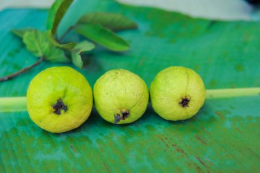 Ağacın dalında asılı duran guavaların tutsağı. Guava meyvesi asıyorum. Guava 'ları kapatın. Sağlıklı gıda konsepti. Guava. Guavas Ağacı 'nda olgun Tropikal Meyve Guava. Guava meyve bahçesi. Guavas ağacı.