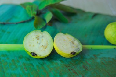 Ağacın dalında asılı duran guavaların tutsağı. Guava meyvesi asıyorum. Guava 'ları kapatın. Sağlıklı gıda konsepti. Guava. Guavas Ağacı 'nda olgun Tropikal Meyve Guava. Guava meyve bahçesi. Guavas ağacı.