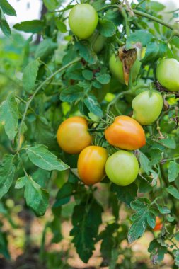Yeşil domates tarlasında domates bitkisi. Organik tarım, taze domates bitkileri serada büyüyor..