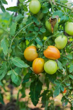 Yeşil domates tarlasında domates bitkisi. Organik tarım, taze domates bitkileri serada büyüyor..