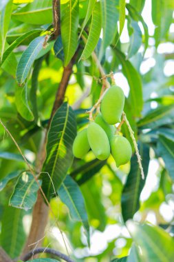 Bulanık yapraklı bir mango sürüsü. Genç mango..