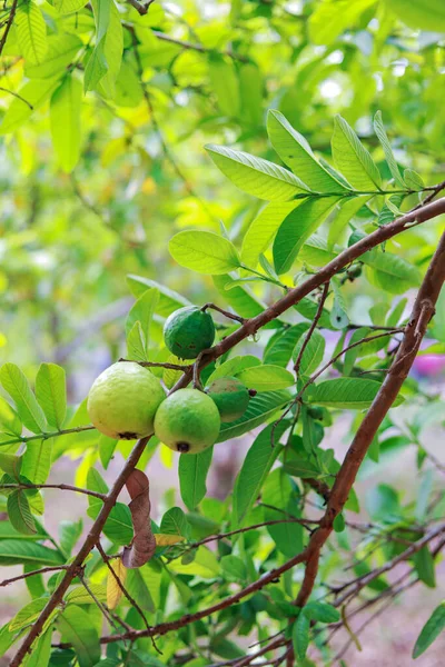 Capture of guavas hanging on the tree\'s branch. Hanging guava fruit. Close up of guavas . Healthy food concept. Guava. Ripe Tropical Fruit Guava on Guavas Tree. Guava fruit garden. Guavas tree.