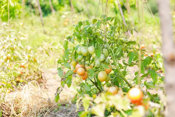 Tomato plants in greenhouse Green tomatoes plantation. Organic farming, young tomato plants growth in greenhouse.