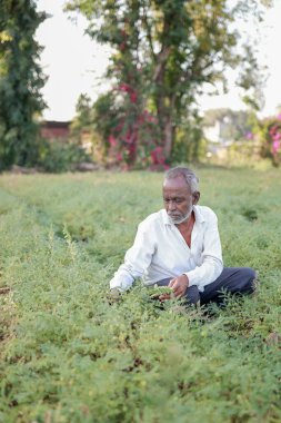 Nohut tarlasında mutlu Hintli çiftçi