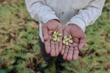 Hint yeşili nohut çiftliği, çiftçi ellerini gösteriyor.