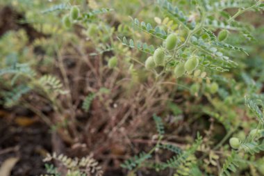 Hint nohutu çiftçiliği, yeşil ve taze nohut
