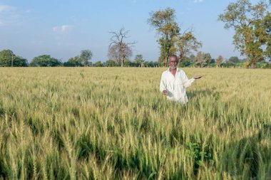 Hintli çiftçi buğday tarlasında duruyor, mutlu çiftçi