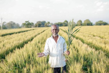 Hintli çiftçi buğday tarlasında duruyor, mutlu çiftçi
