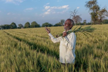 Hintli çiftçi buğday tarlasında duruyor, mutlu çiftçi
