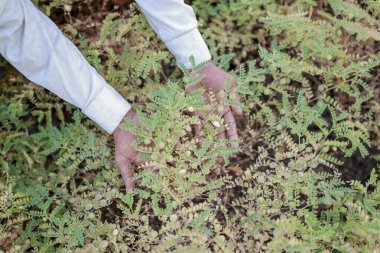 Hintli nohut çiftçisi, mutlu Hintli fakir çiftçi.