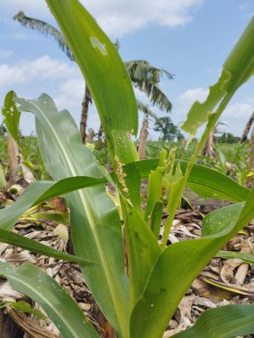 Insects attack all parts of the maize plant and attack the plant through all stages of plant growth. clipart