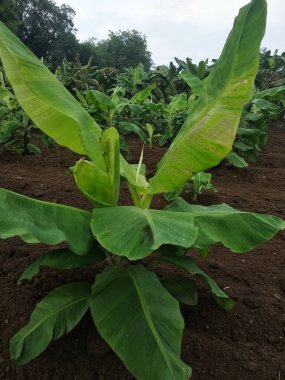 Indian farming, Virus Infected Banana tree, viral diseases, CMV virus clipart