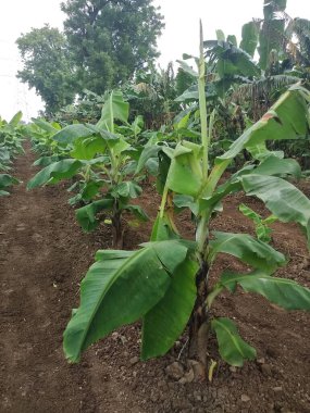 Indian farming, Virus Infected Banana tree, viral diseases, CMV virus clipart