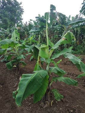 Indian farming, Virus Infected Banana tree, viral diseases, CMV virus clipart