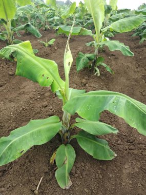 Indian farming, Virus Infected Banana tree, viral diseases, CMV virus clipart