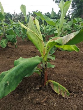 Indian farming, Virus Infected Banana tree, viral diseases, CMV virus clipart