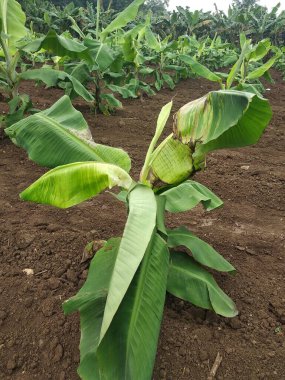 Indian farming, Virus Infected Banana tree, viral diseases, CMV virus clipart