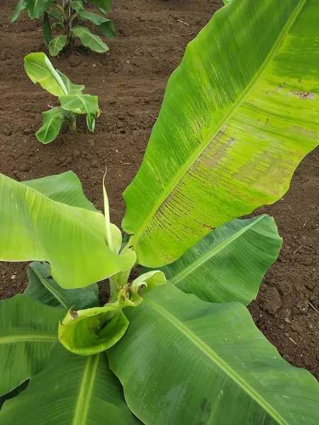 stock image Indian farming, Virus Infected Banana tree, viral diseases, CMV virus