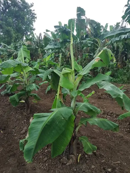 stock image Indian farming, Virus Infected Banana tree, viral diseases, CMV virus