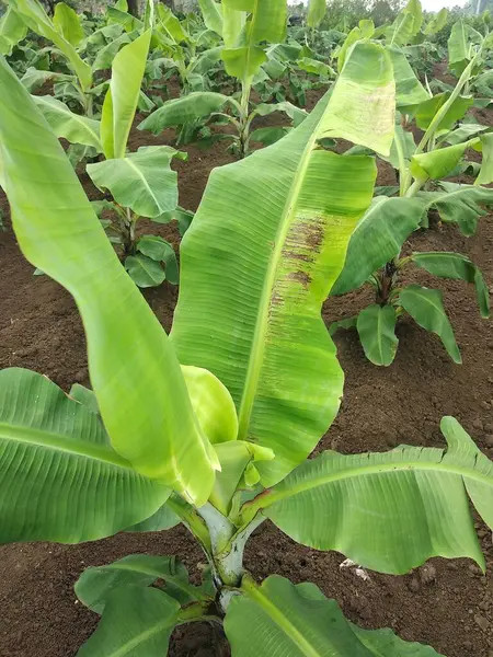 stock image Indian farming, Virus Infected Banana tree, viral diseases, CMV virus