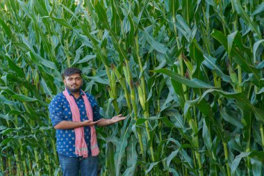 young Indian farmer standing in maize farm clipart