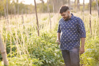 Hint domates çiftliği açık havada, mutlu Hintli genç çiftçi.