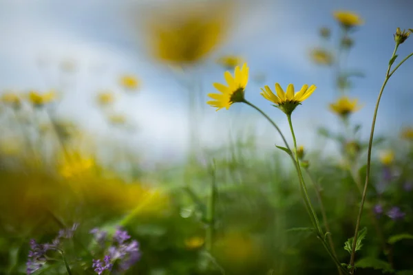 Büyüleyici Bokeh Yağmur Sonrası Çiçek Mevsiminin Güzelliğini Arttırır Göz Kamaştırıcı Stok Fotoğraf