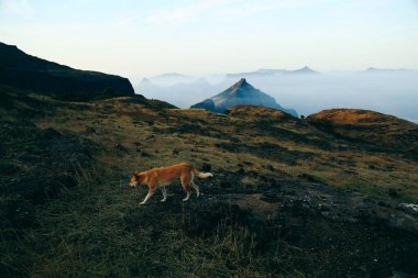Köpek, tomurcuklanan yürüyüşçülere yol gösteriyor..