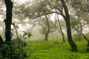 Sisli sabah ormanın dingin güzelliğini gözler önüne seriyor..