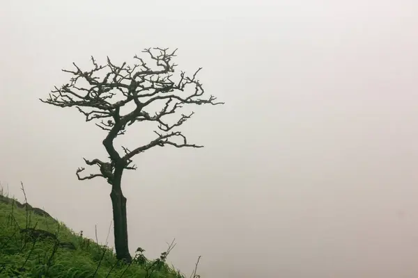 Solitary sentinel: A tree stands alone. A lonely tree.