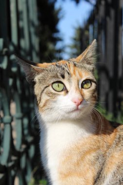 Sokak kedisi uzaklara bakıyor.
