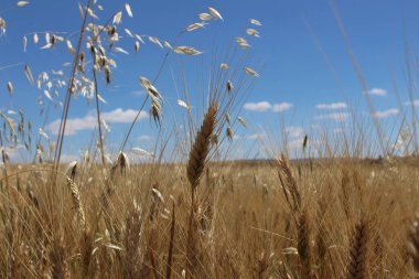 Mavi gökyüzü ile hasat zamanı tek buğday