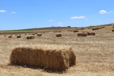 Sahada balyalar, hasat zamanı. 