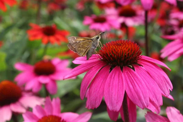 Kelebek pembe çiçeğin üzerinde, yakın plan bokeh arkaplan ile