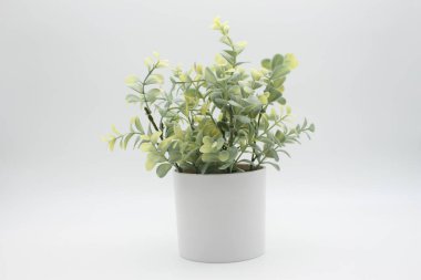 Dekoratif yeşil yapraklar beyaz tencerede ve beyaz arka planda 