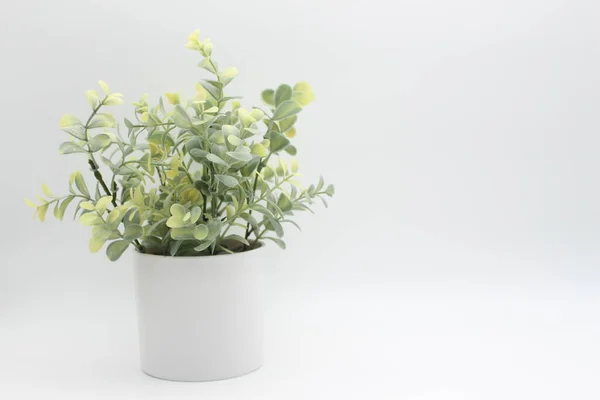 Flores Decorativas Hojas Verdes Maceta Blanca Fondo Blanco — Foto de Stock