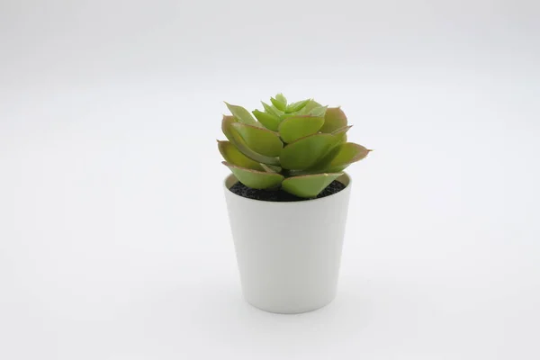 Decorative green leaves flower in white pot and white background