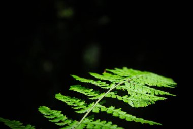 Siyah arkaplanda yeşil eğrelti otu yaprağı ve metin için kopyalama alanı