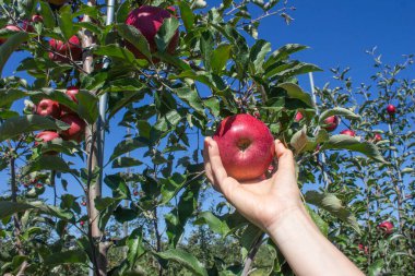 Meyve bahçesindeki elma dalında olgun kırmızı elmalar toplayan bir kadın..