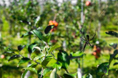 Elma bahçesindeki örümcek ağında örümcek ağı 
