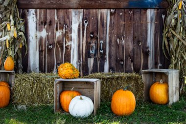Köylü ahırı önünde Cadılar Bayramı balkabakları.