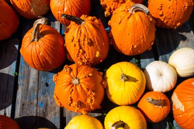 Yerel çiftçi pazarında renkli balkabakları sergileniyor.