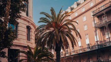 New Orleans, Louisiana sokaklarında yalnız bir palmiye ağacı