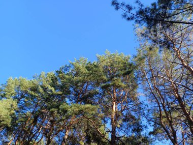 Sonbaharda ormandaki ağaçlar