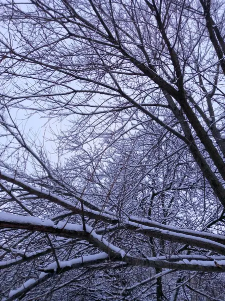 karla kaplı ağaçlar kış